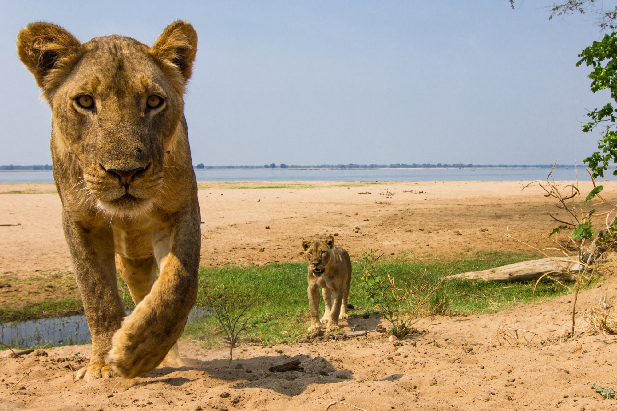 Lions by the mighty Zambezi River
